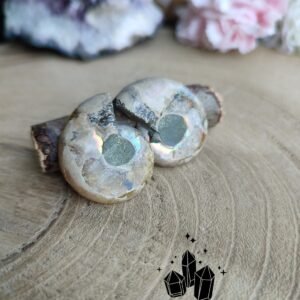 ammonites-opalisees