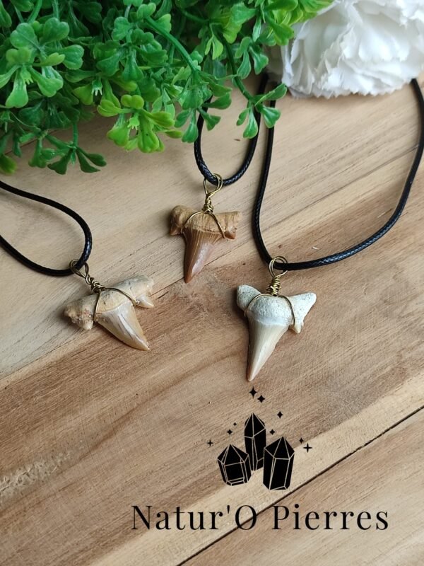 pendentif-dent-requin-fossile